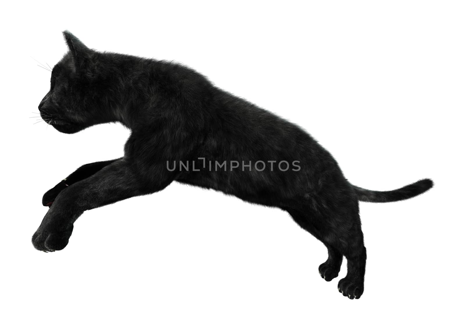 3D digital render of a big cat black panther hunting isolated on white background