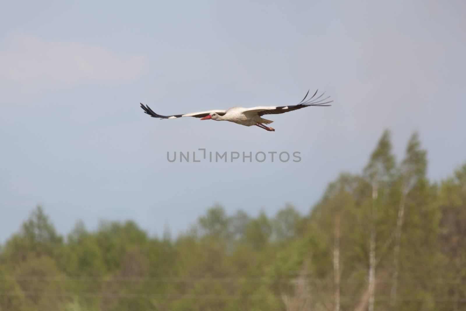 White stork adult flies in the blue sky