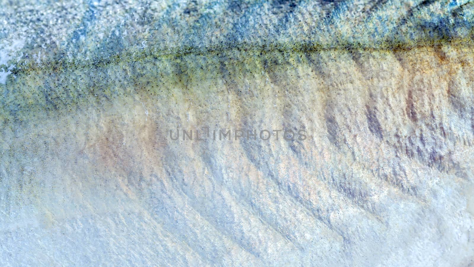 Closeup of mackerel skin textured background.