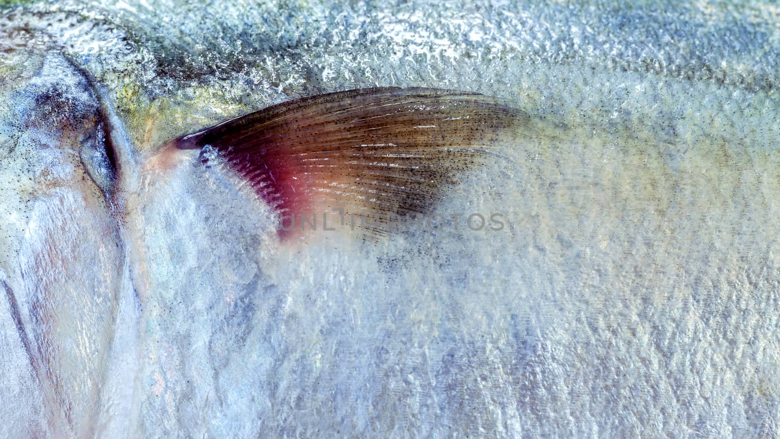 Closeup of mackerel skin textured background. by kerdkanno