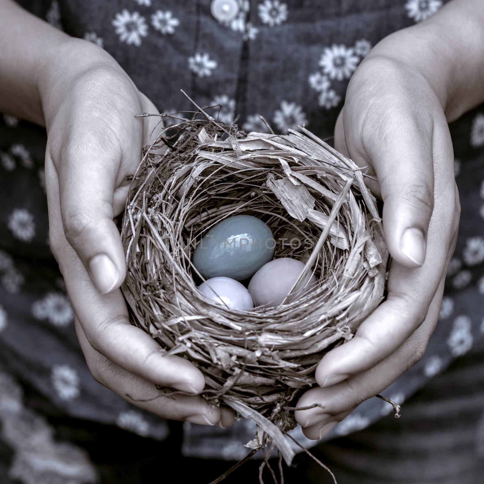 Nest with Colorful eggs in woman's hands. by kerdkanno