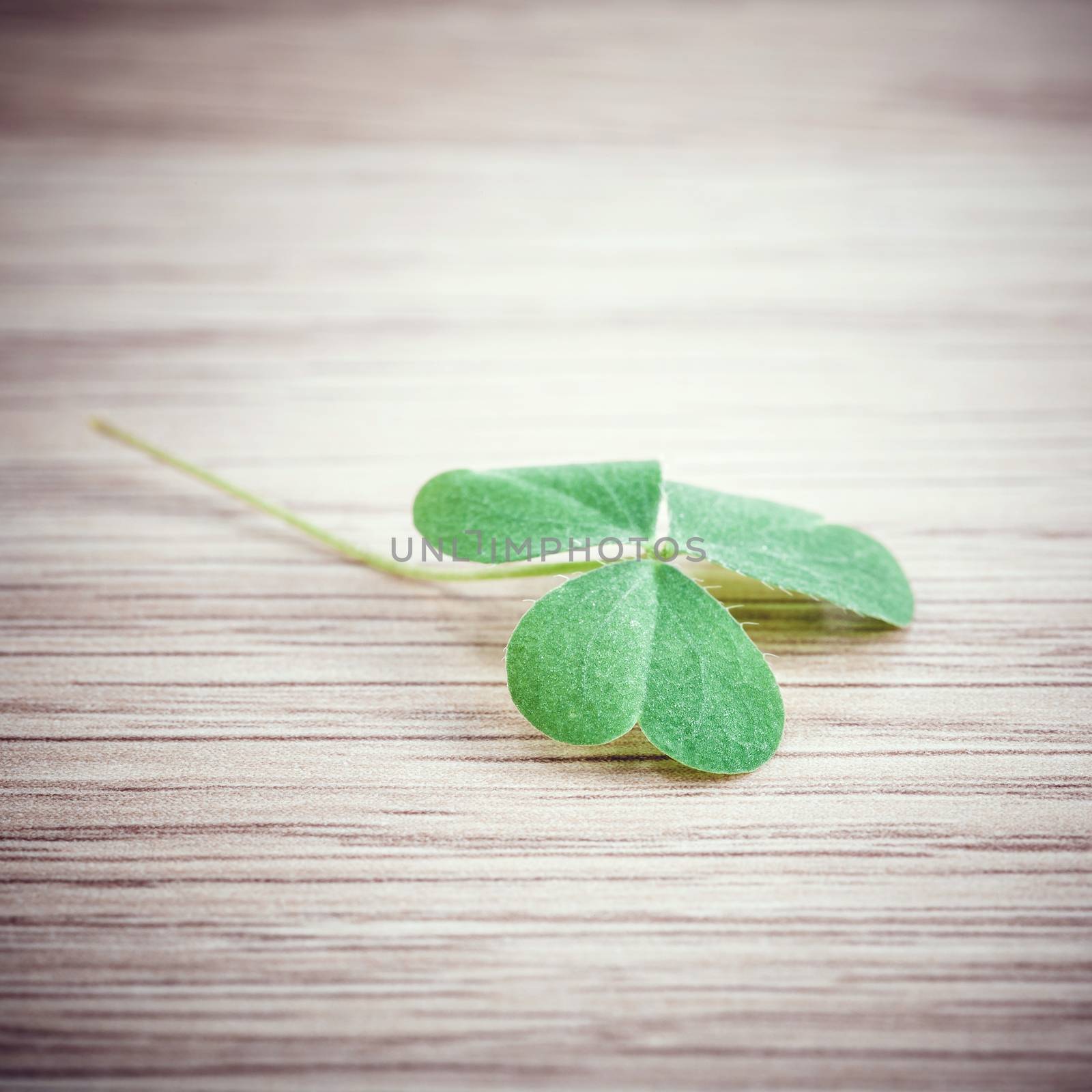 Closeup clover leaf on wooden background. by kerdkanno