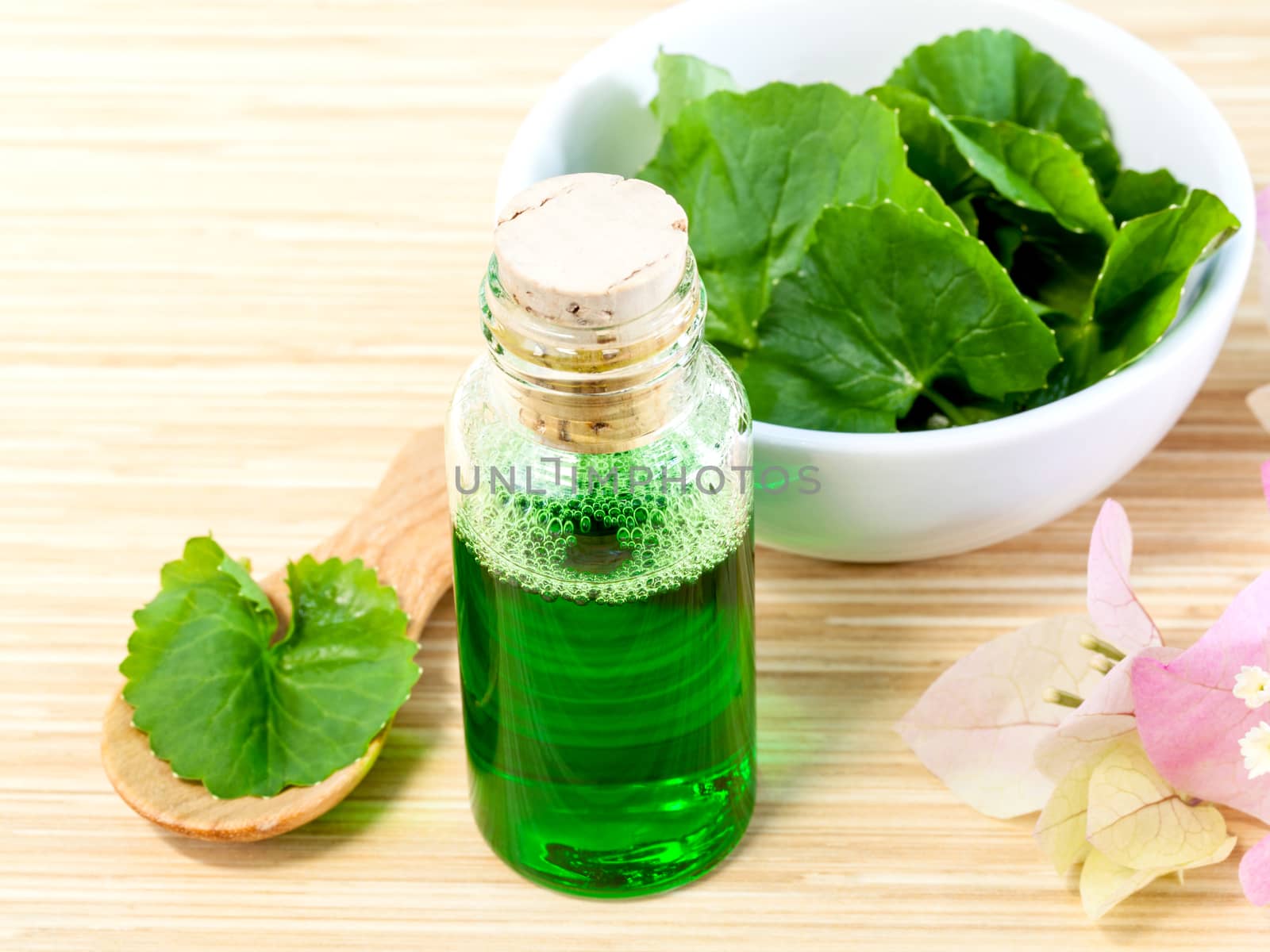 Natural Spa Ingredients . - Centella asiatica  Urban, Asiatic Pennywort  for skin care.