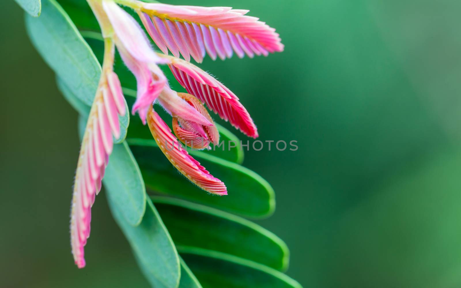 Tamarind spring. - Macro shot with selective focus by kerdkanno