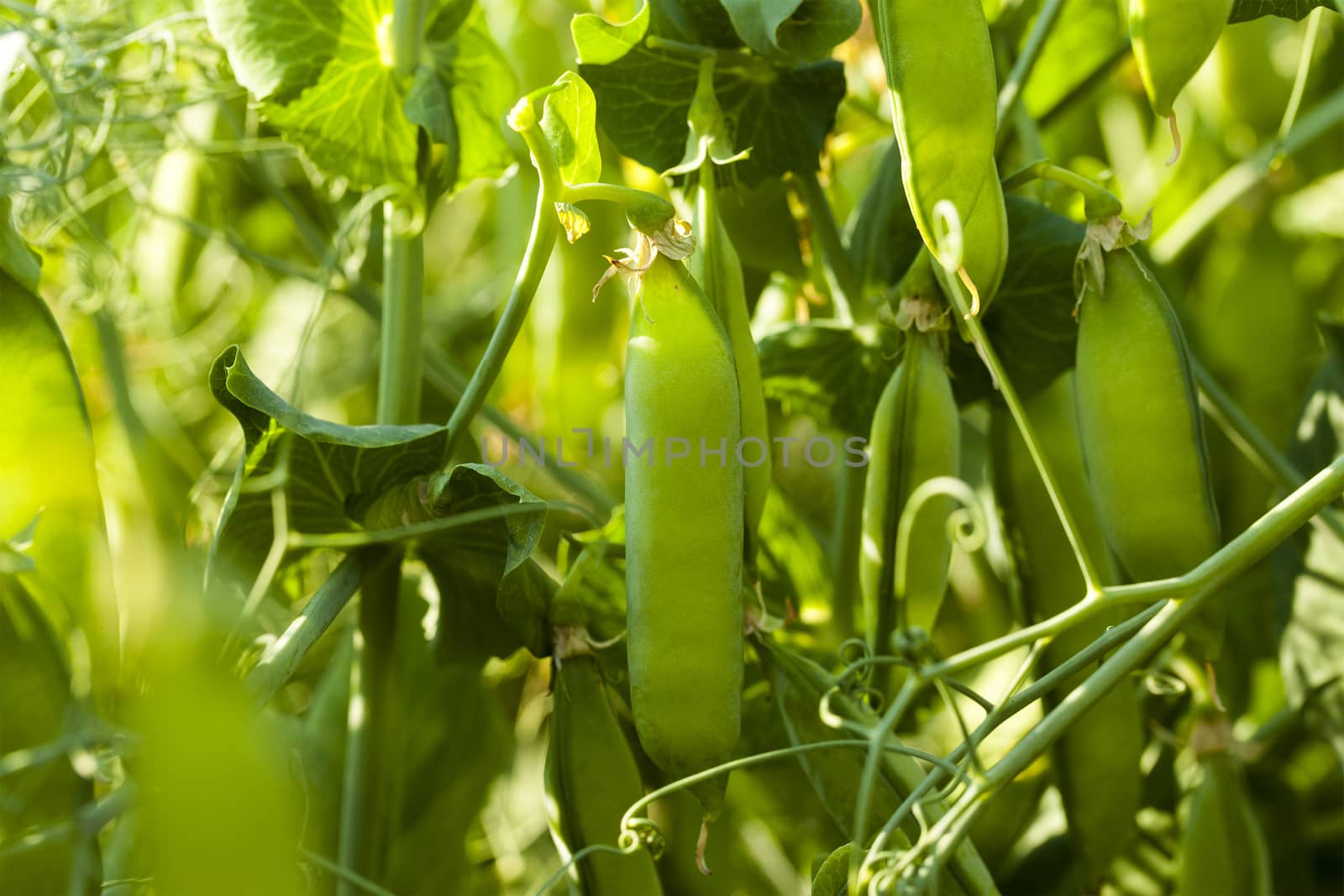   the sprouts of peas photographed by a close up. small depth of sharpness