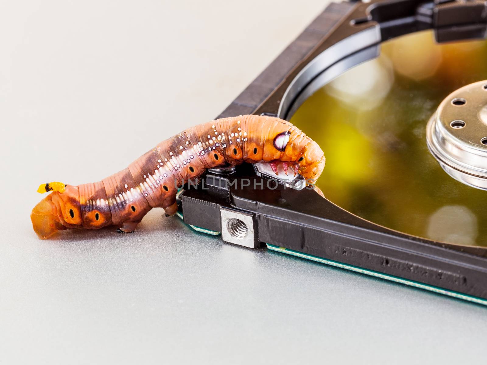Malicious computer worm . - Concept for data security.  by kerdkanno
