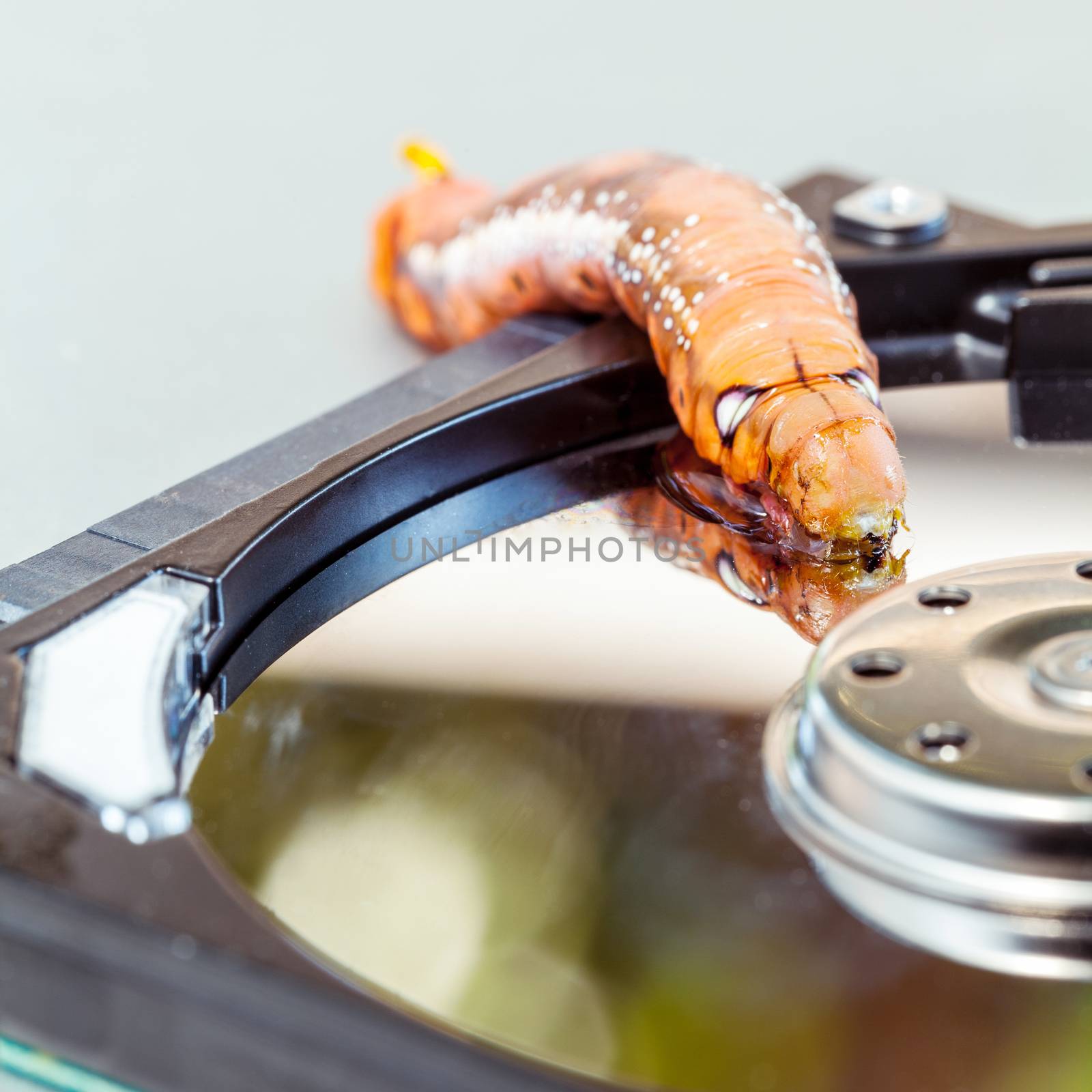 Malicious computer worm . - Concept for data security.