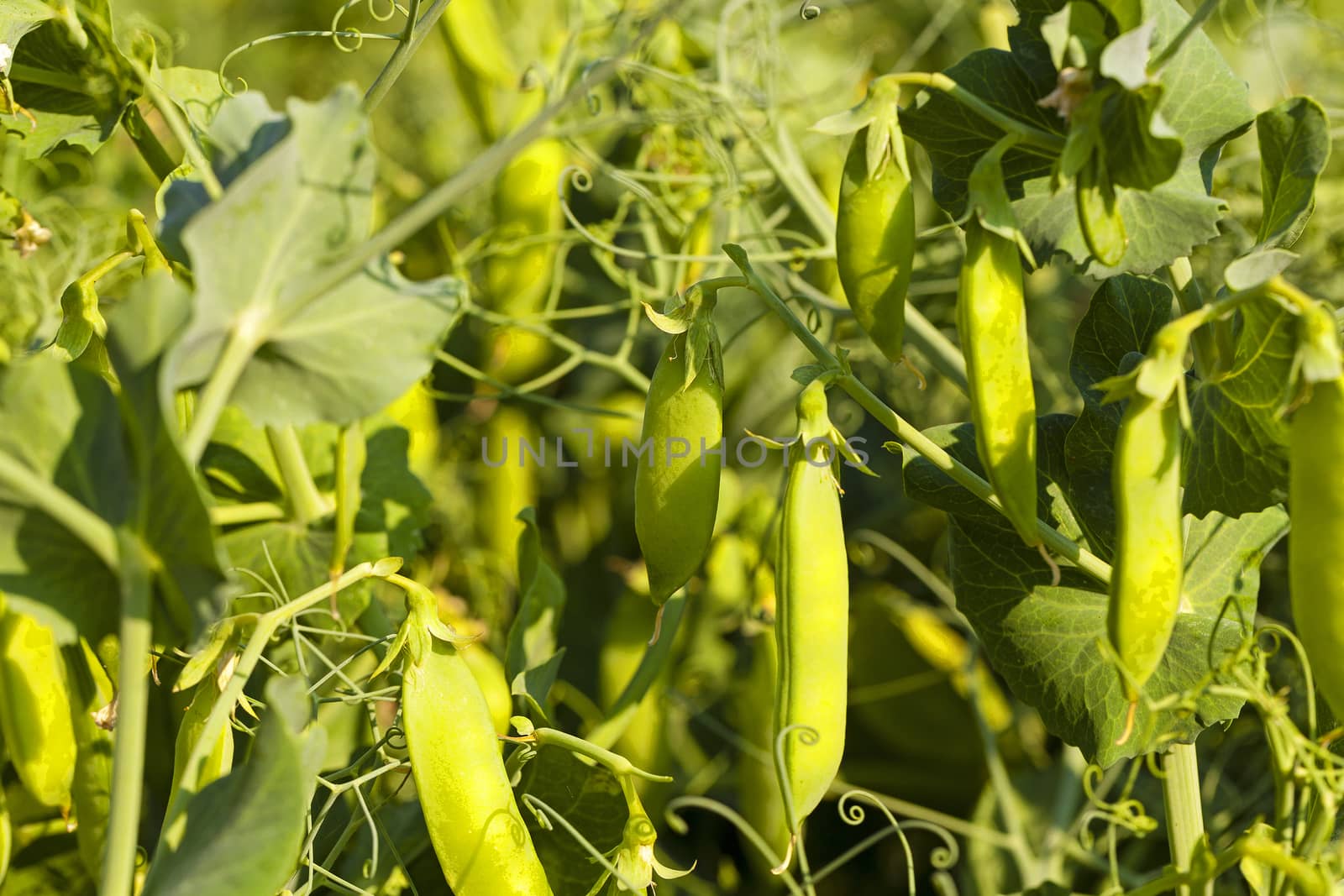   the sprouts of peas photographed by a close up. small depth of sharpness