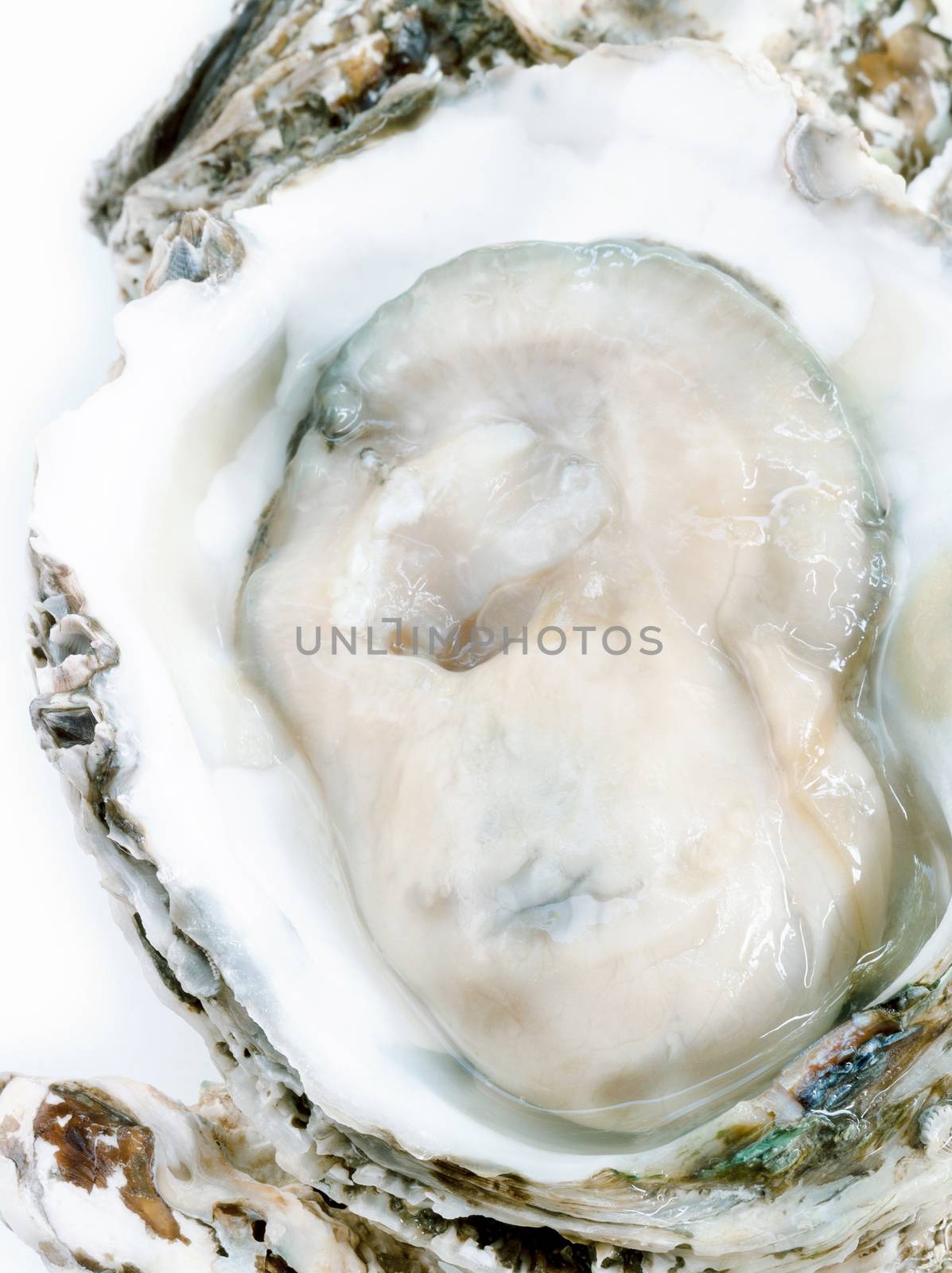 Fresh oysters for  appetizer . by kerdkanno