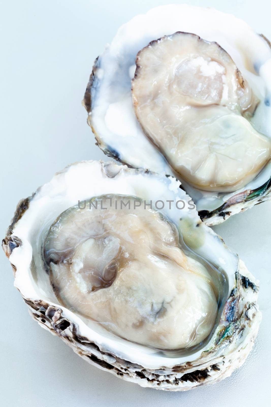 Fresh oysters for  appetizer . by kerdkanno