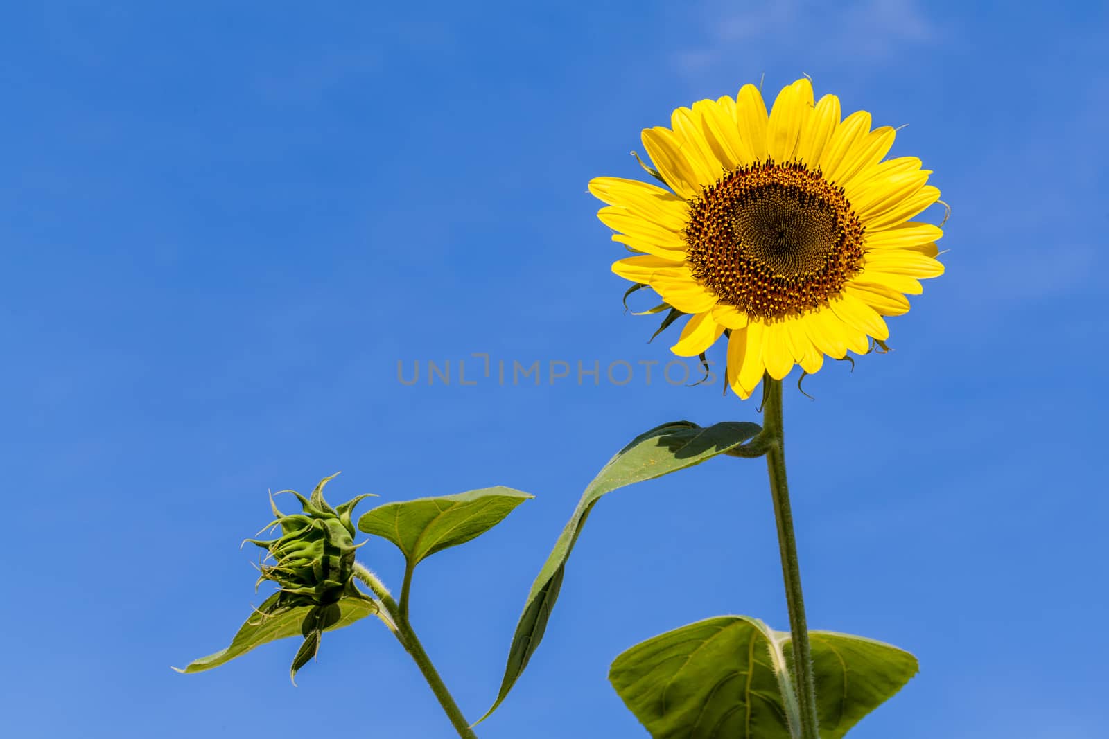 The blooming sunflowers on summer .