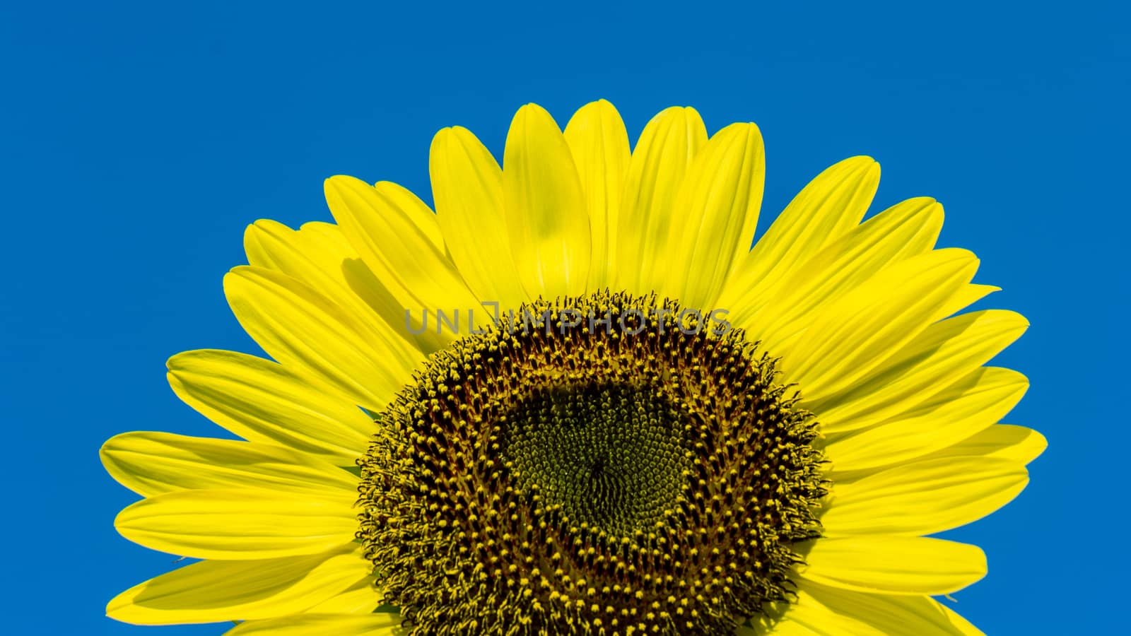 The blooming sunflowers on summer .