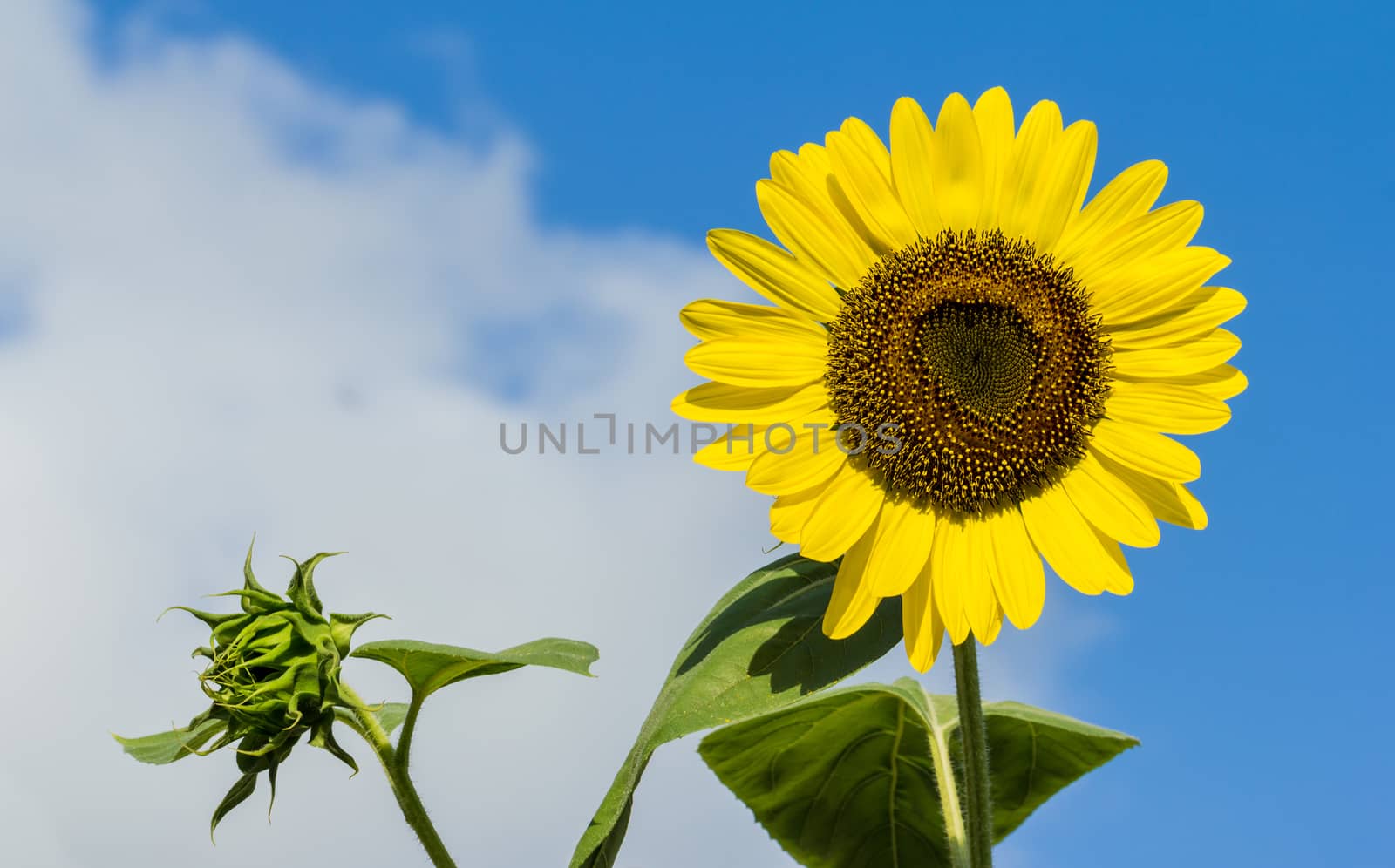 The blooming sunflowers on summer .