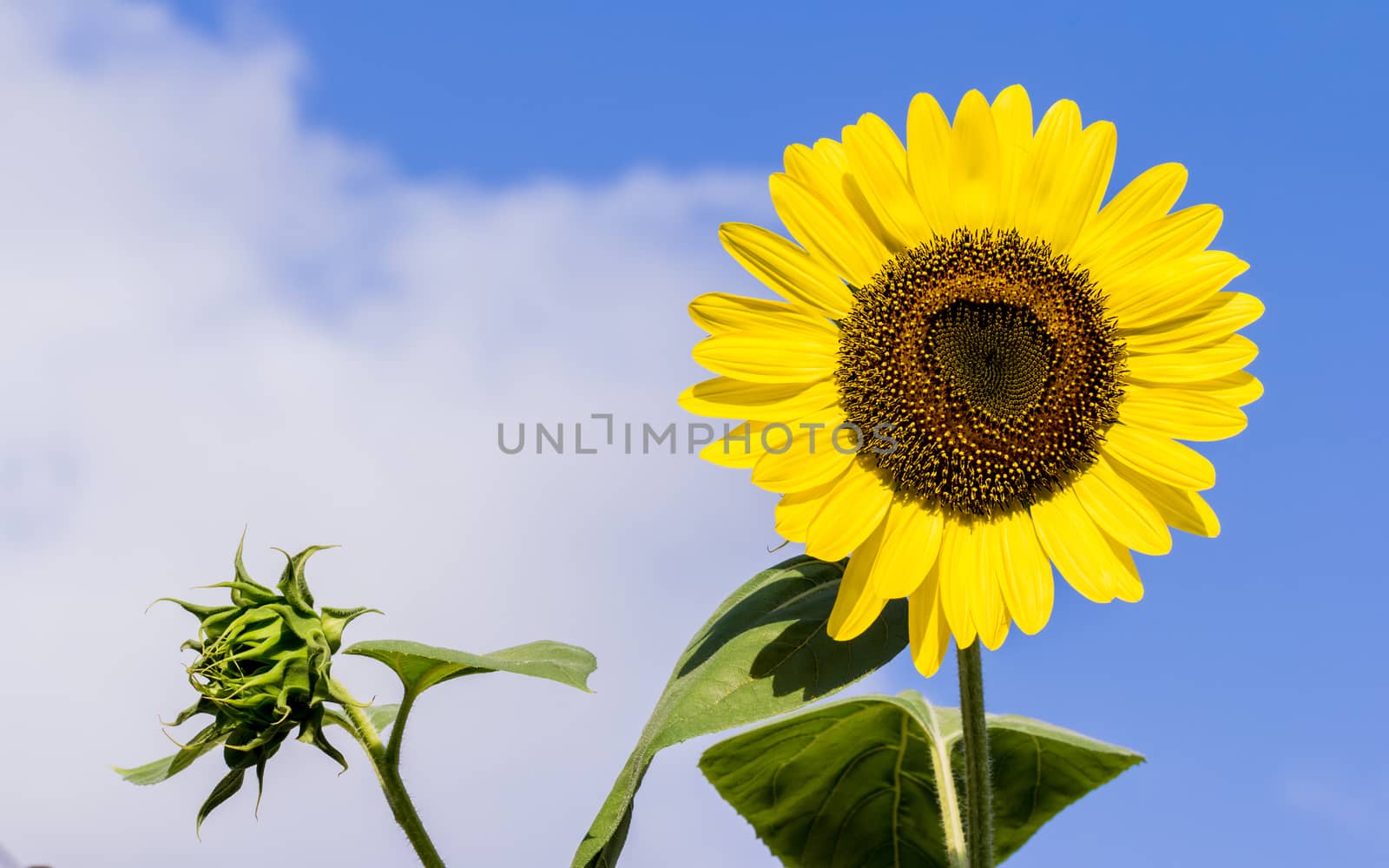 The blooming sunflowers on summer .