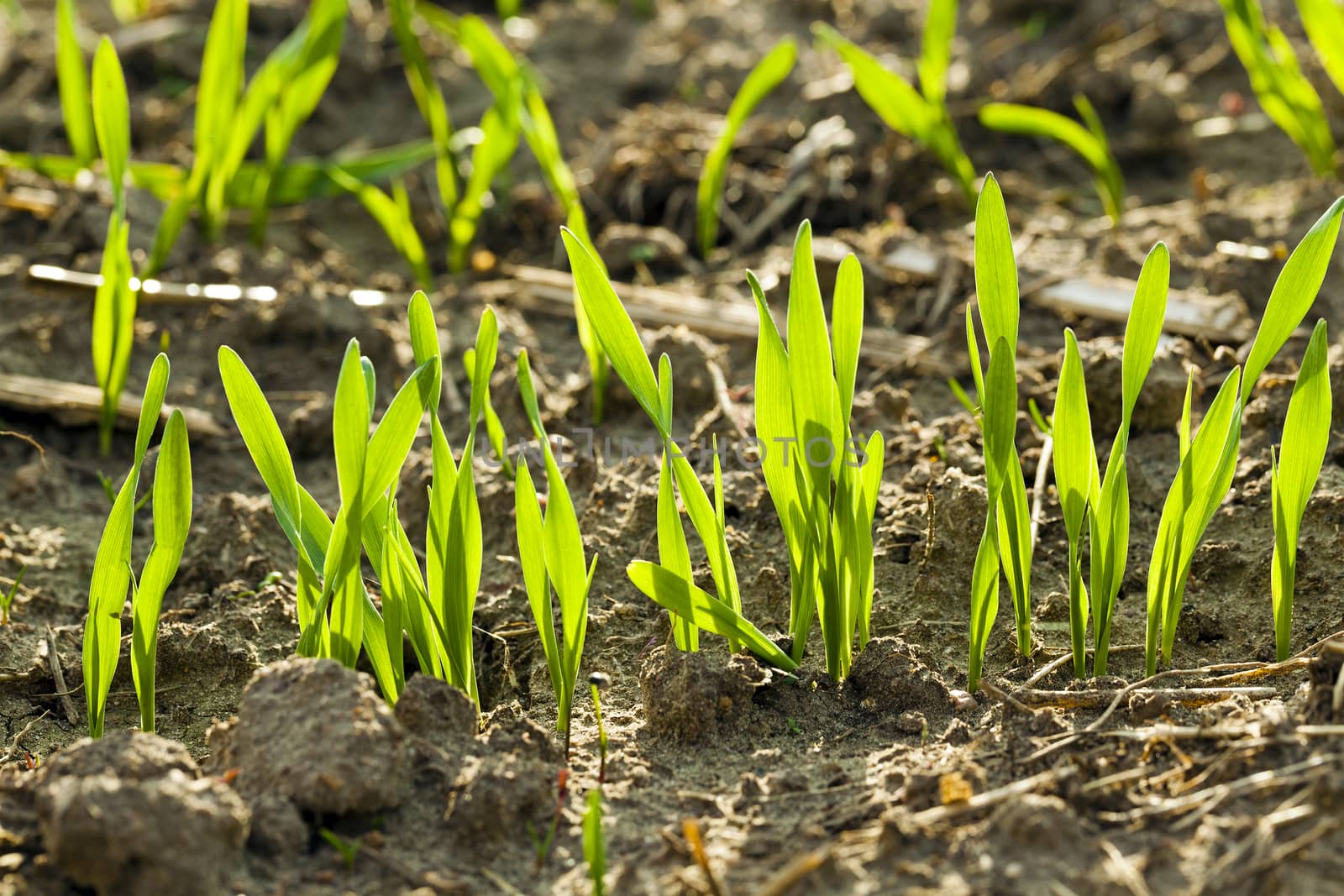   the sprouts of recently ascended wheat photographed by a close up. small depth of sharpness. focus on the foreground