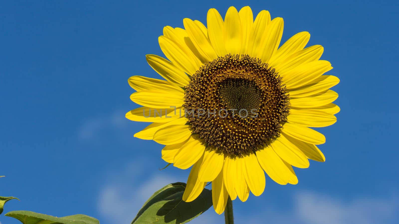 The blooming sunflowers on summer .