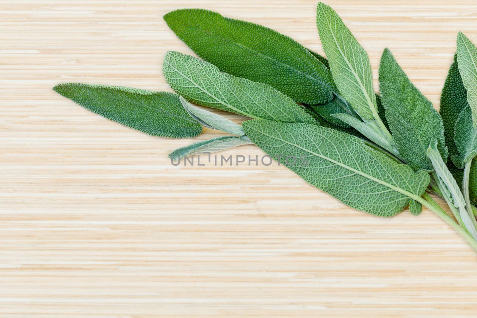 Fresh sage put on wooden board. - Spices ingredient with macro s by kerdkanno