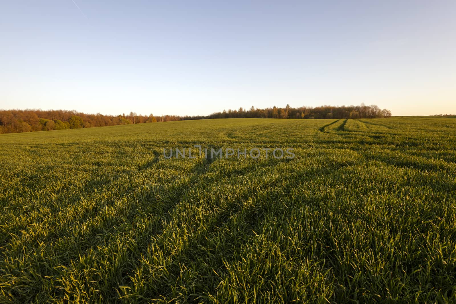  an agricultural field on which young cereals grow. time - a sunset
