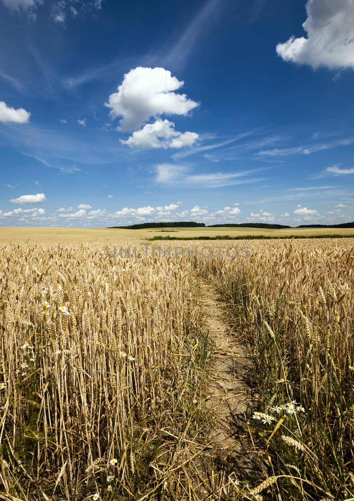  the small trodden footpath in an agricultural field