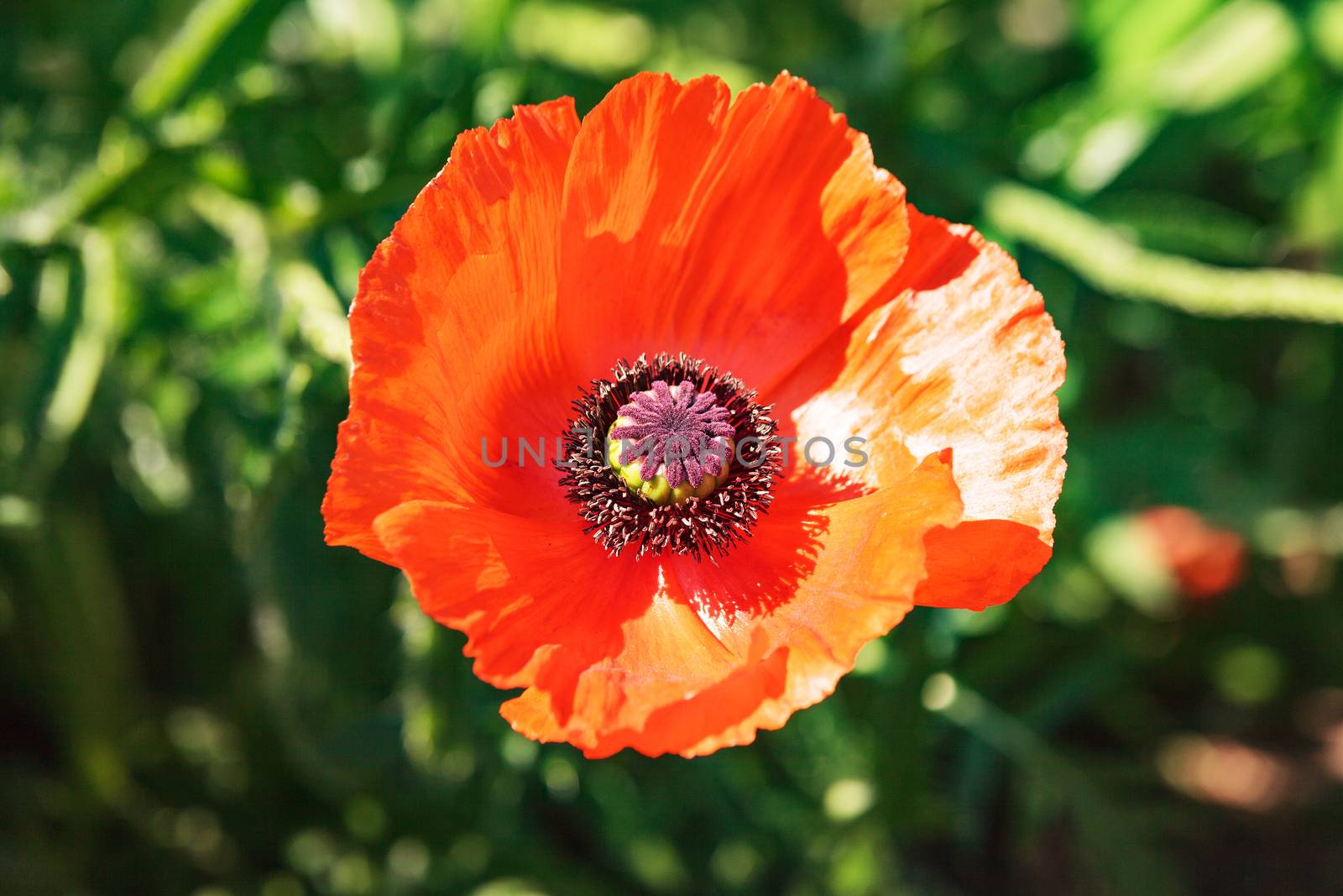 Single colorful red poppy in a corn field, meadow or garden viewed from above in sunlight against green foliage