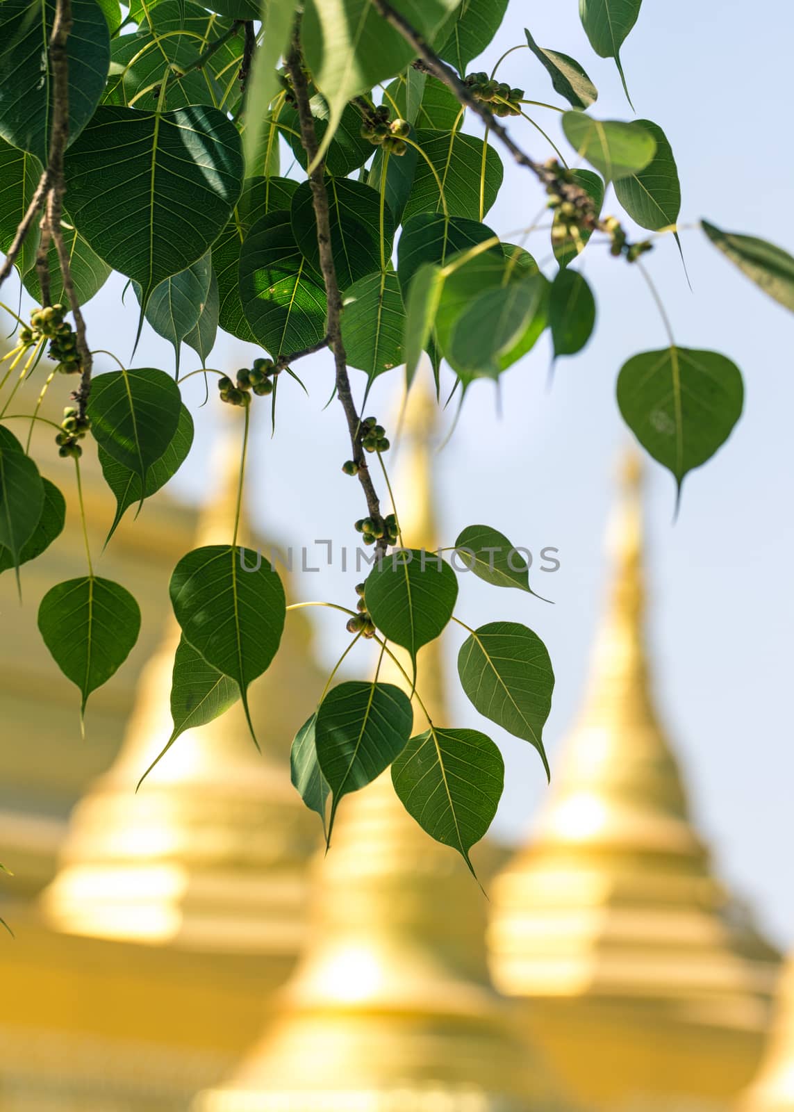 Sacred fig leaves with the temple background. by kerdkanno