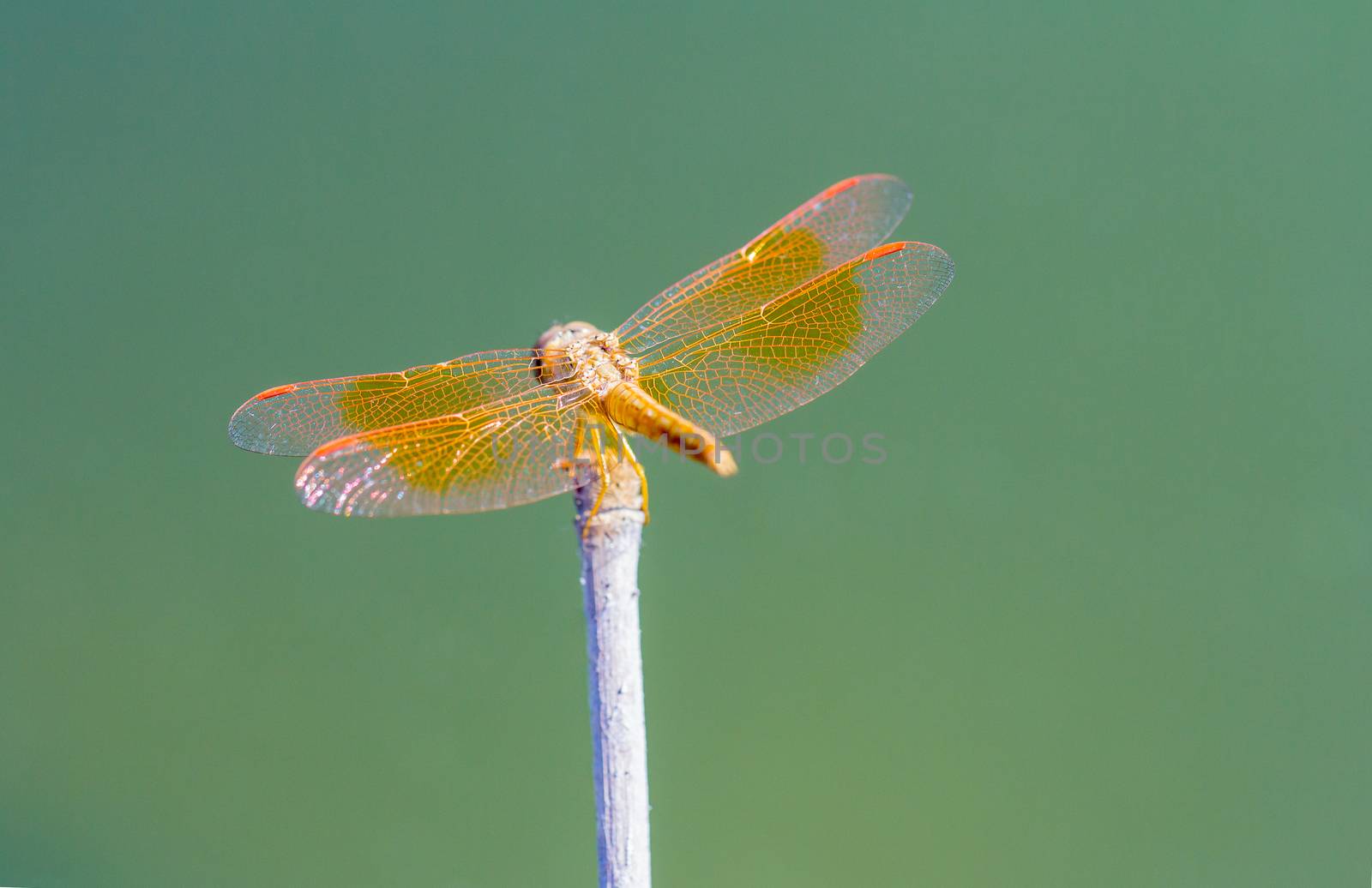 Resting red dragonfly  at the lake . by kerdkanno