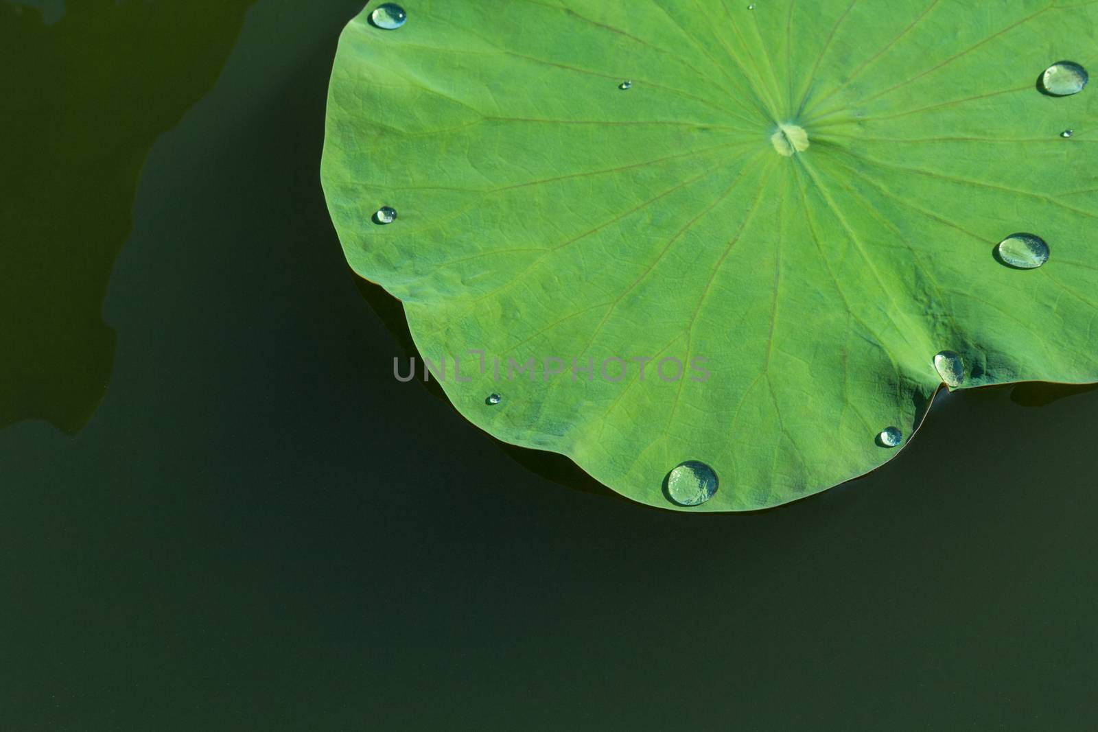 Green lotus leaf in the lake. - With water drop