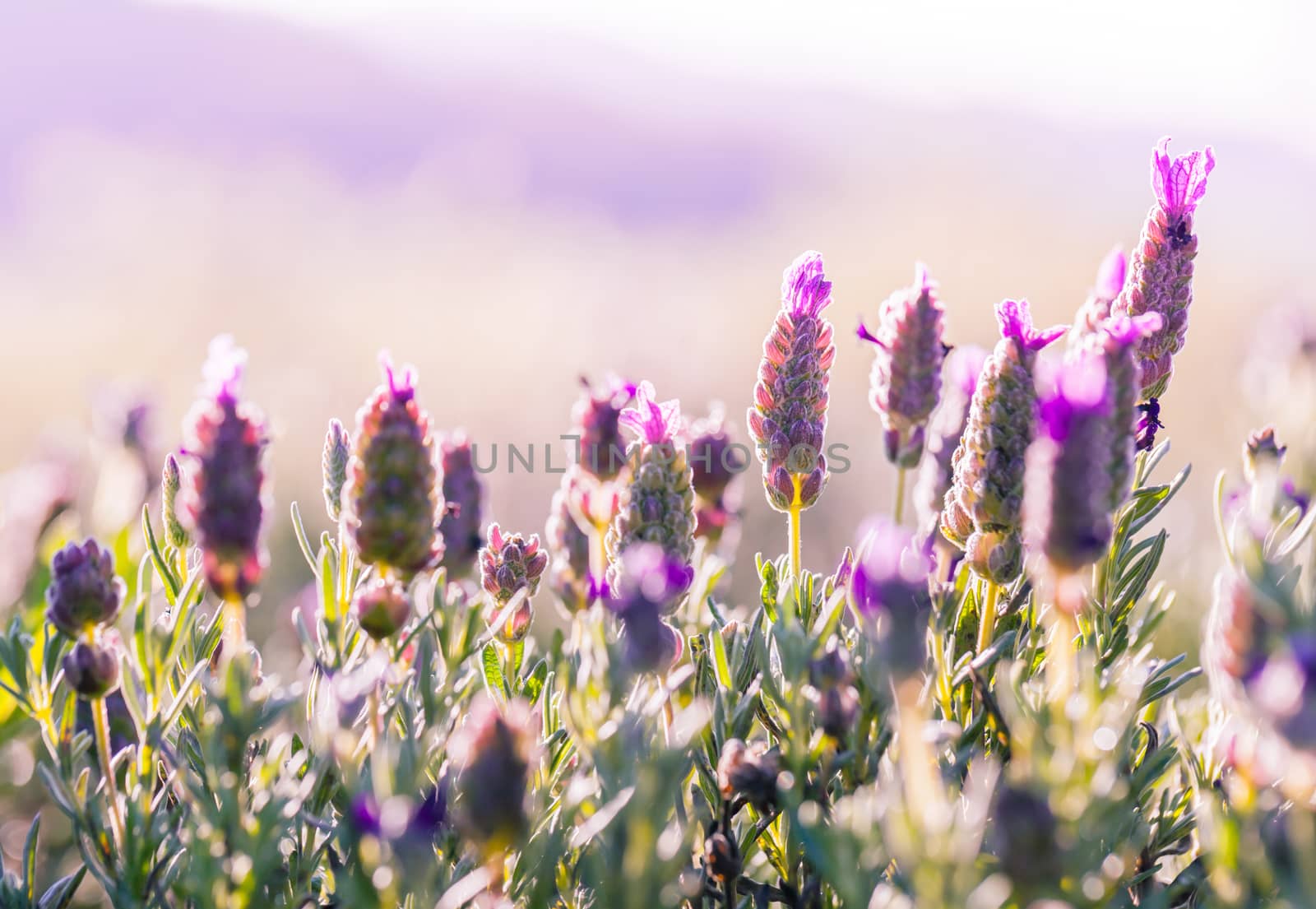 Violet flowers field background on sunset. by kerdkanno
