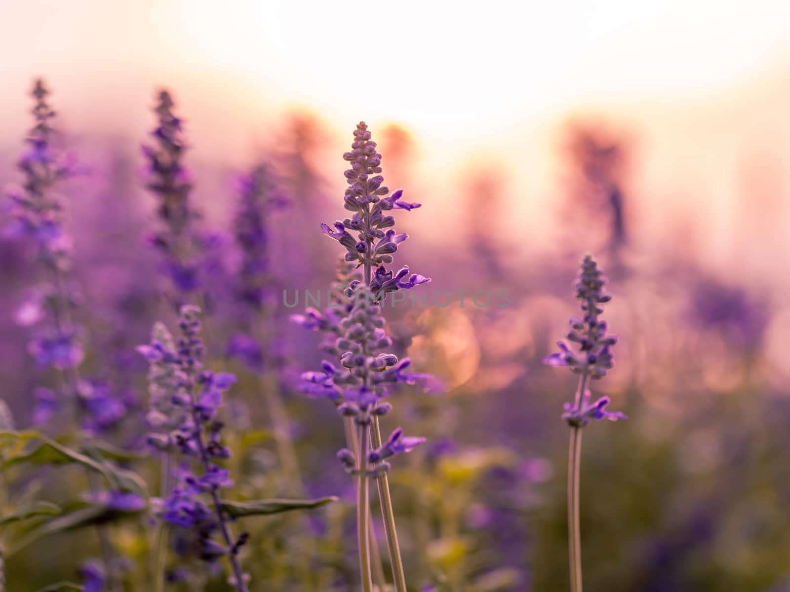 Violet lavender field background on sunset.