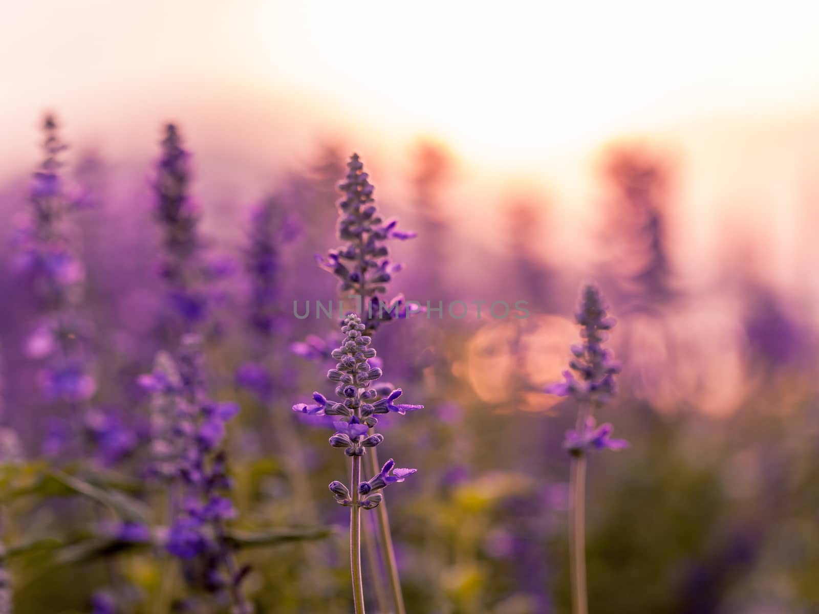 Violet lavender field background on sunset.