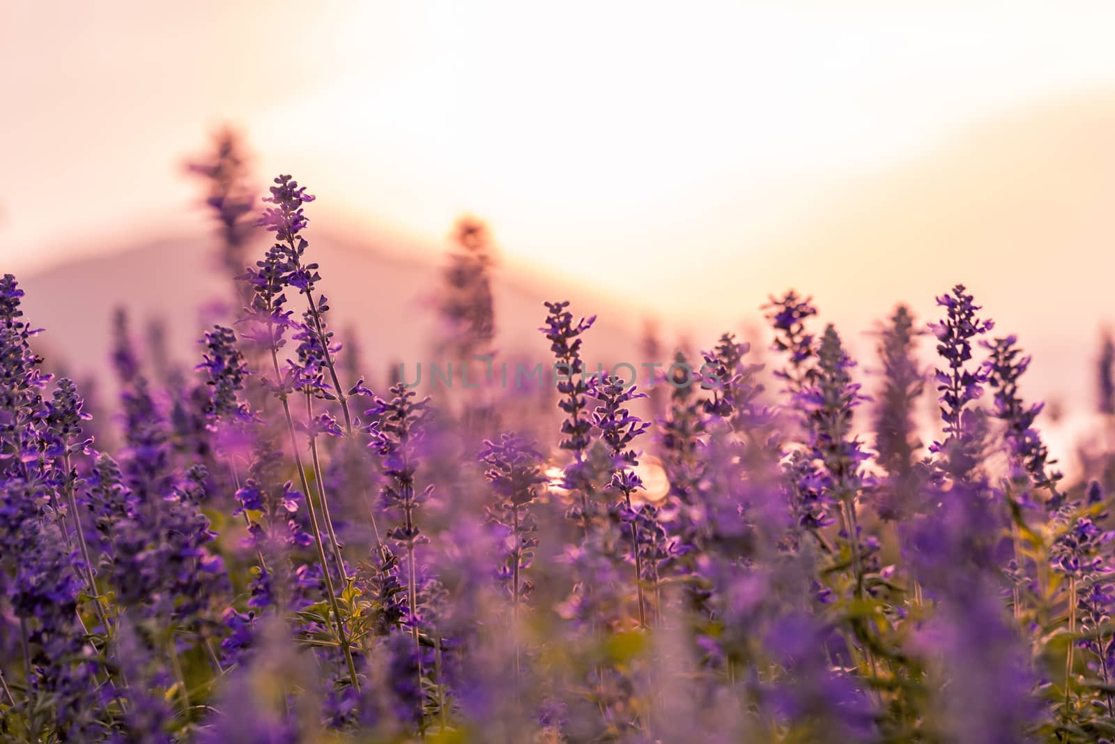 Violet lavender field background on sunset.