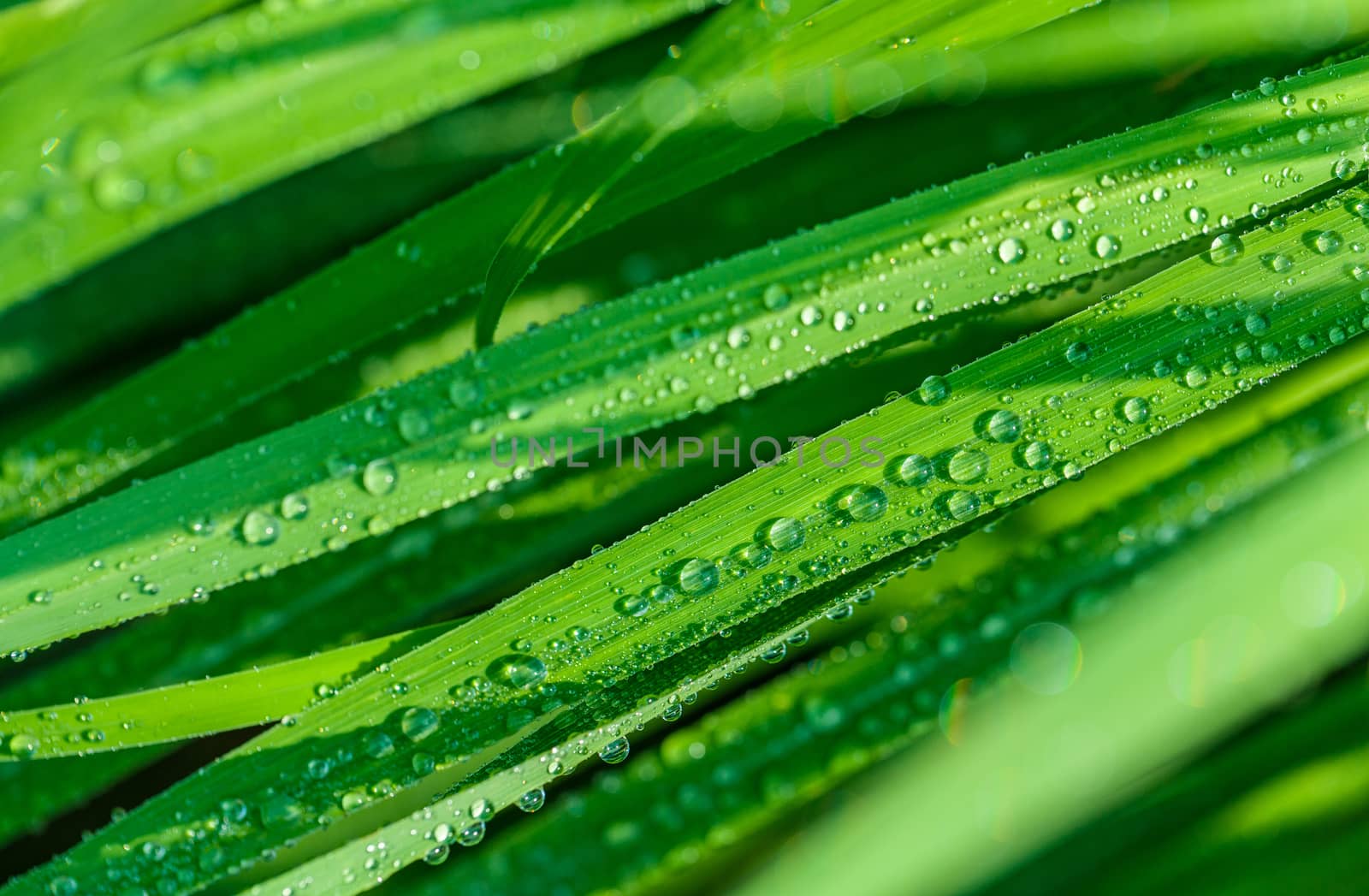 A beautiful green leaf background with water drop. by kerdkanno