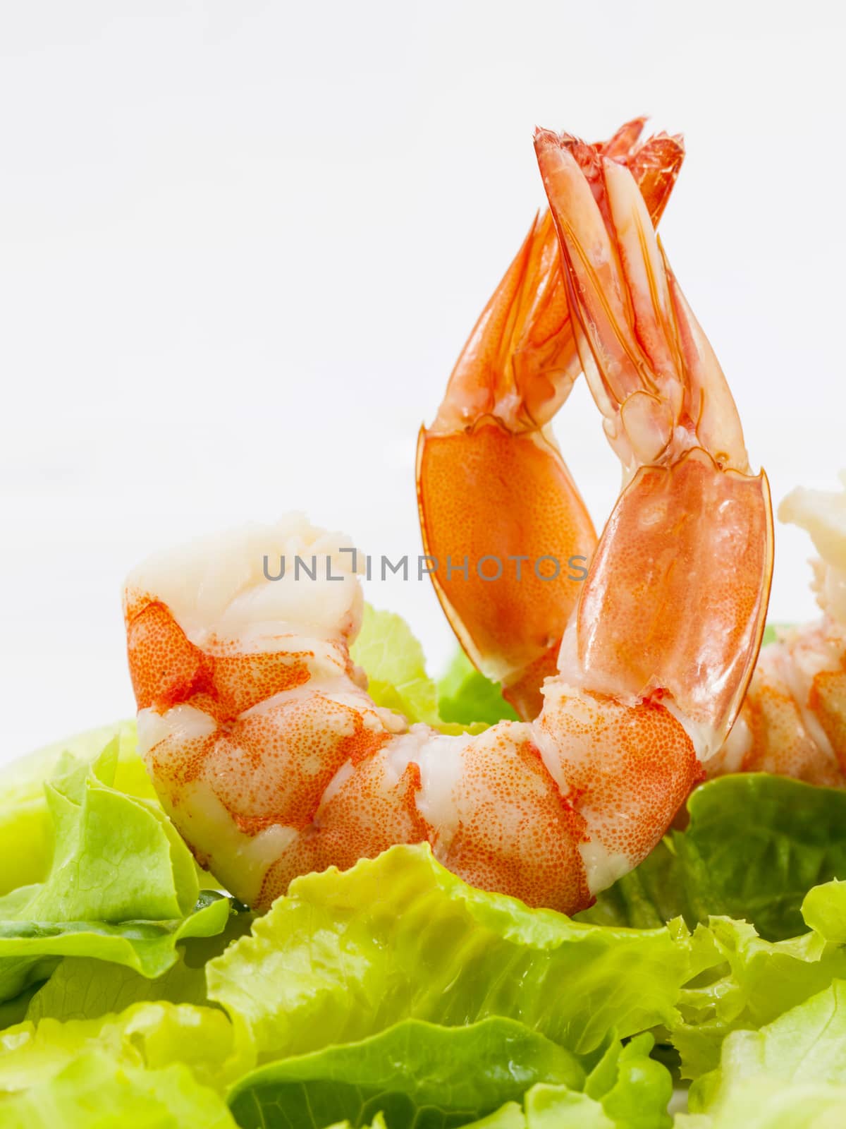 Mixed green salad with shrimps