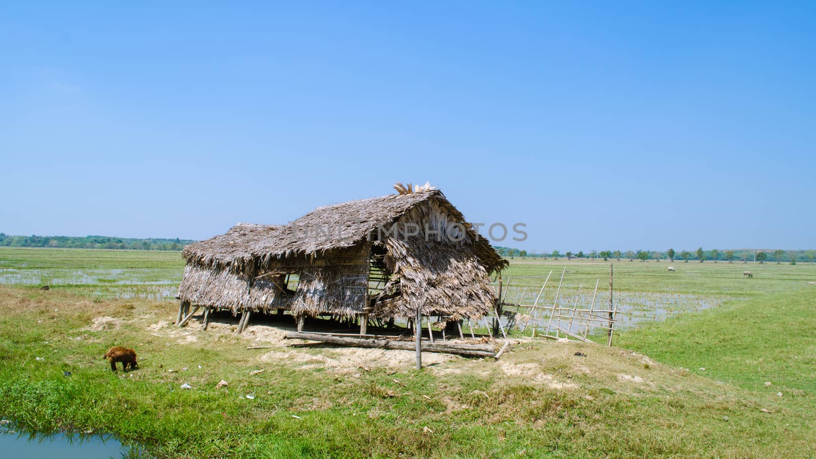 Old farmhouse in the field. - Myanmar farmer.