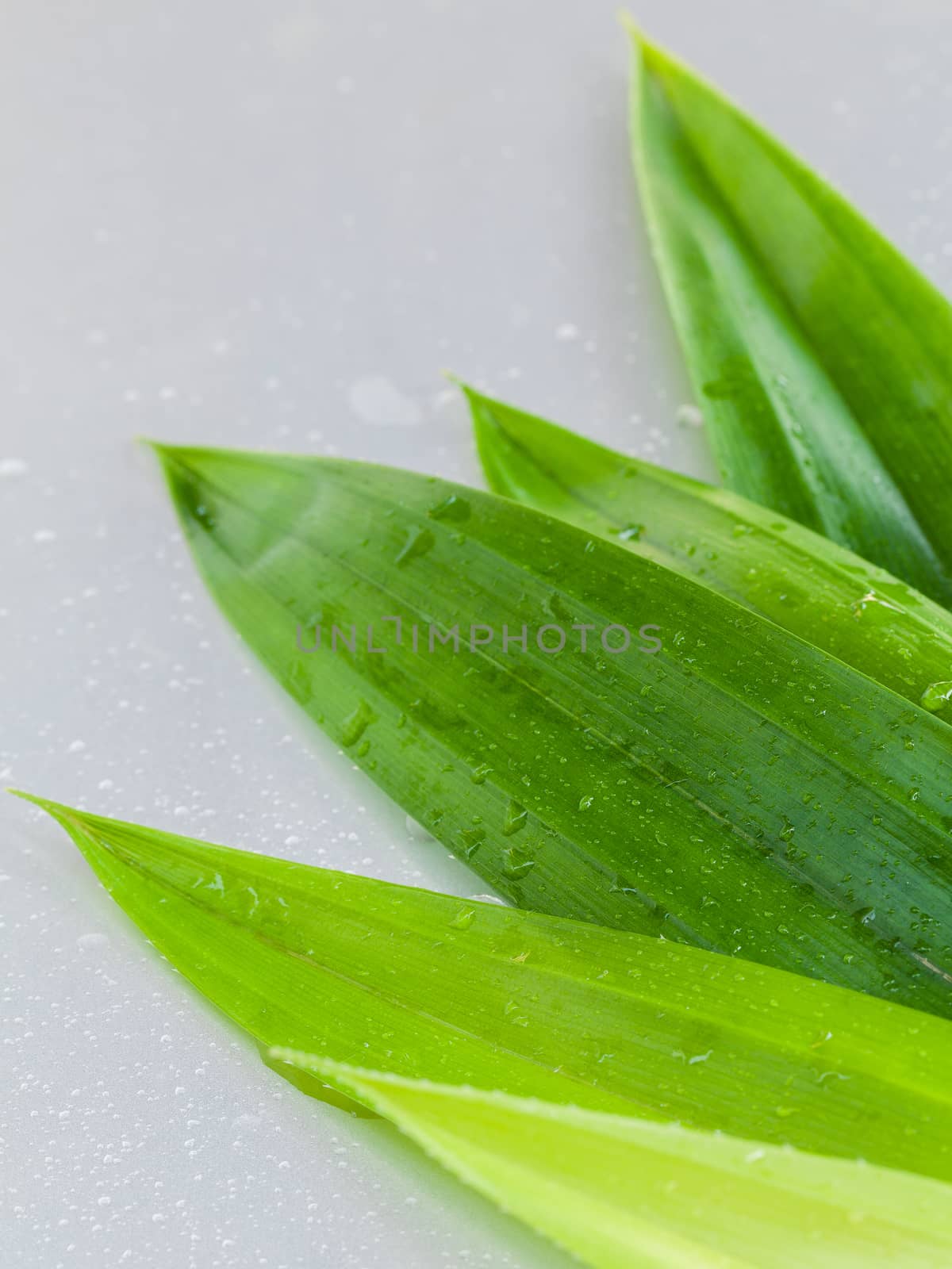 Thai herbal ingredient spas pandanus leaf,sweet and earthy aroma .