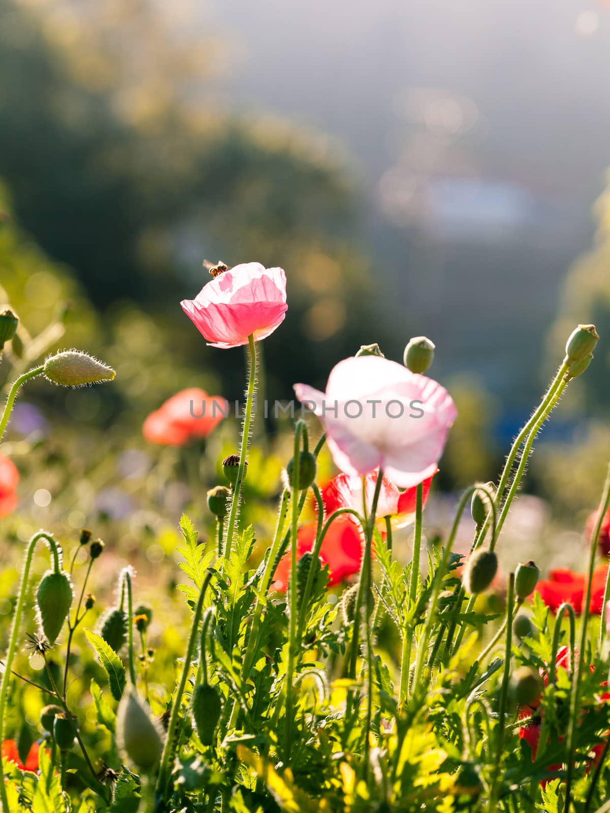 Red poppy flowers in Chiengmai - North of Thailand.