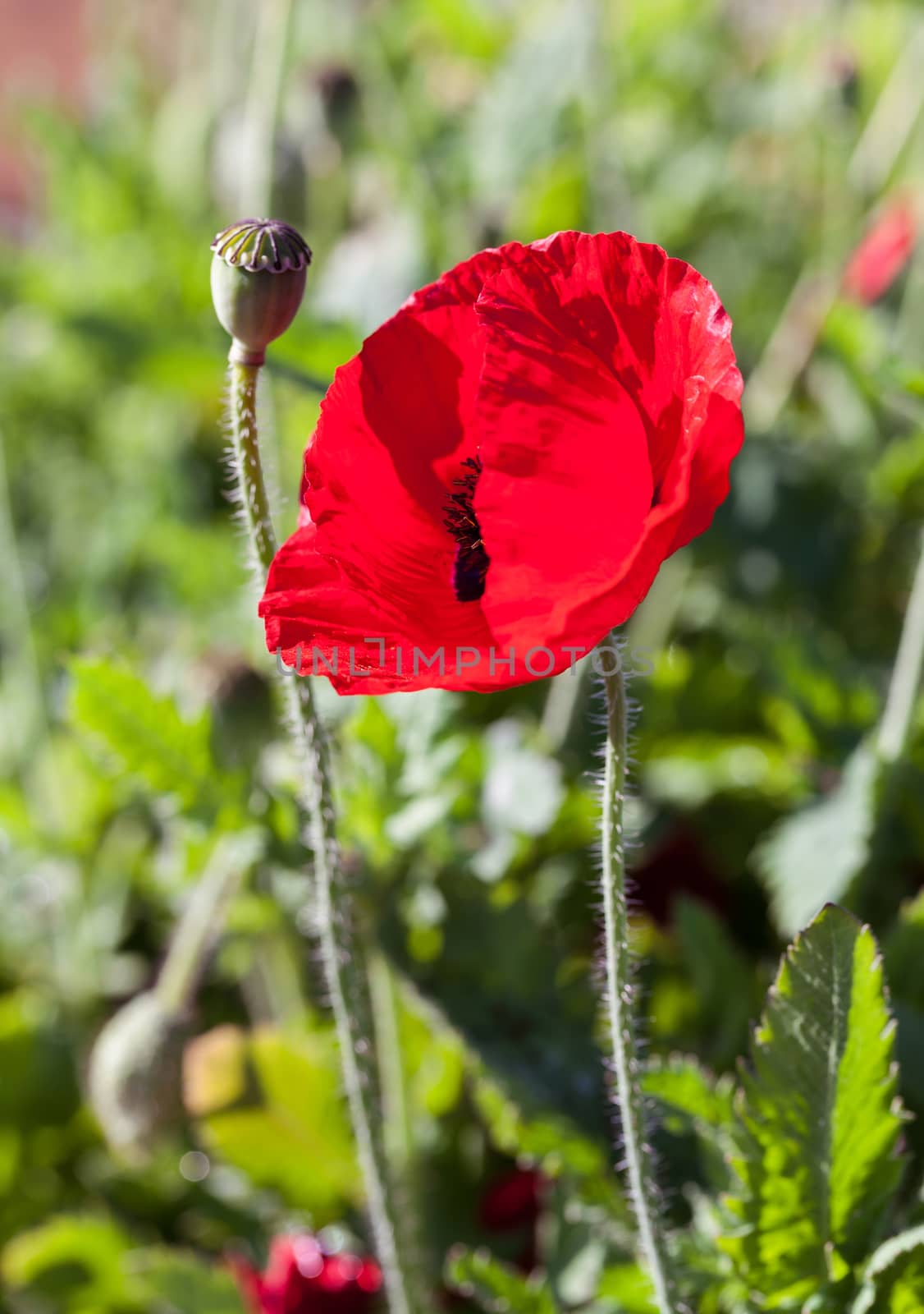 Red poppy flowers in Chiengmai - North of Thailand.