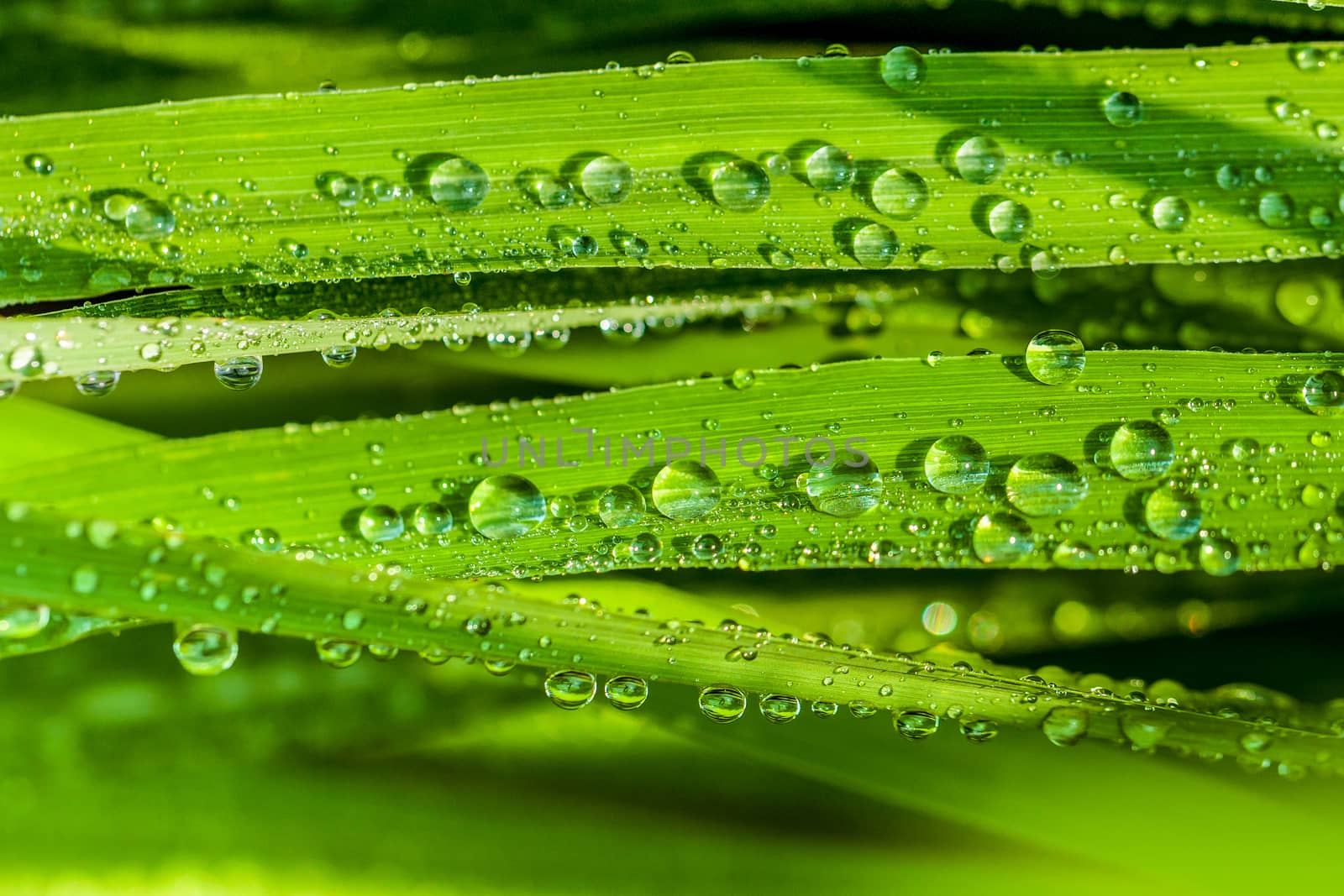 A beautiful green leaf background with water drop.