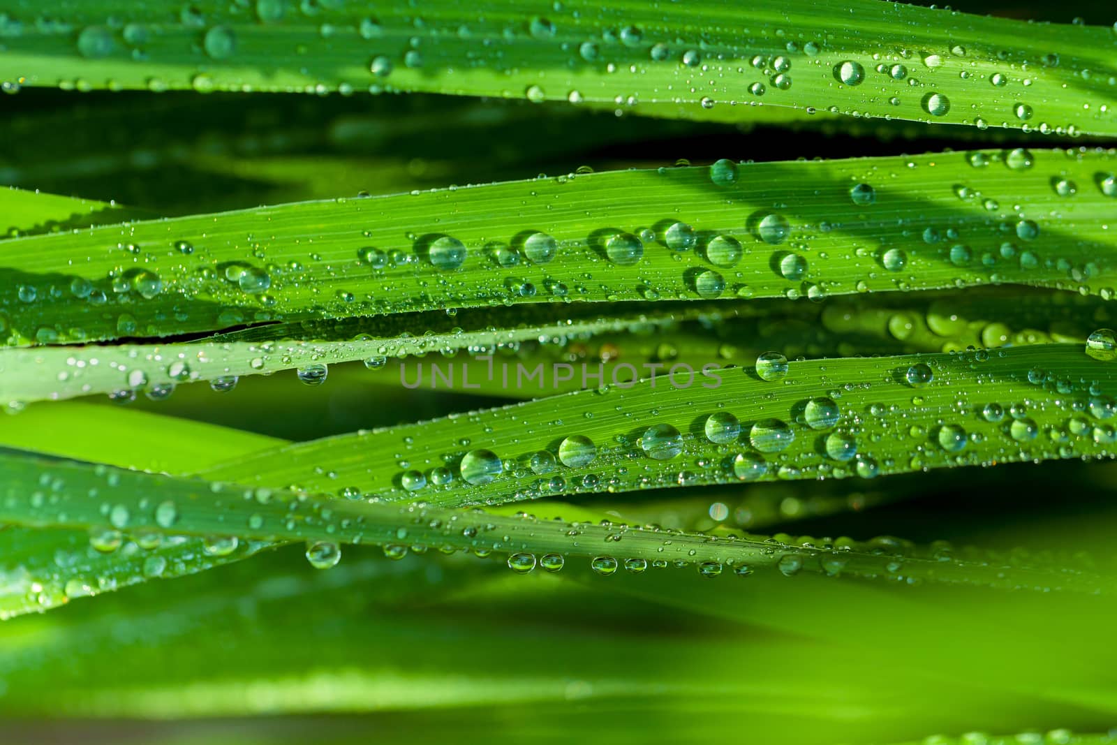 A beautiful green leaf background with water drop. by kerdkanno