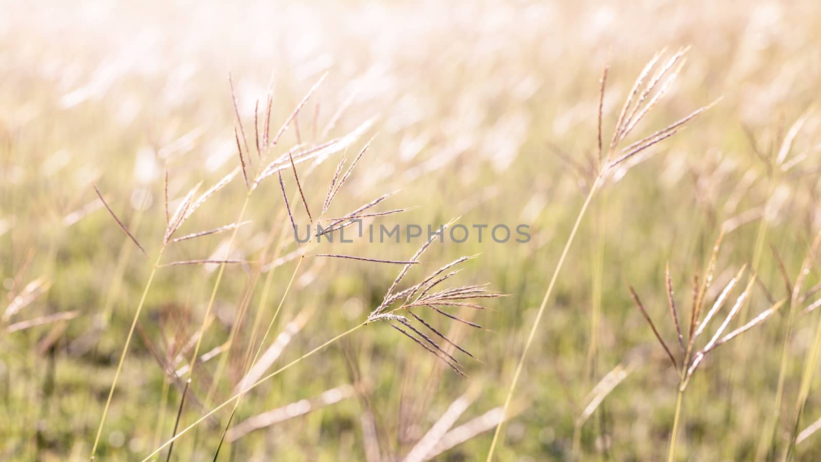 Flowering grass during on the morning. by kerdkanno