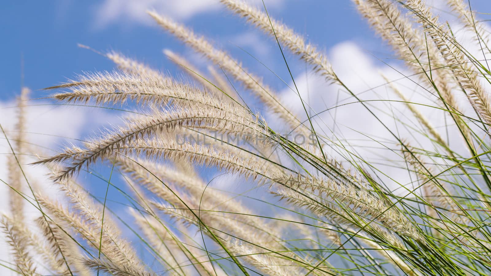 Flowering grass during on the morning.