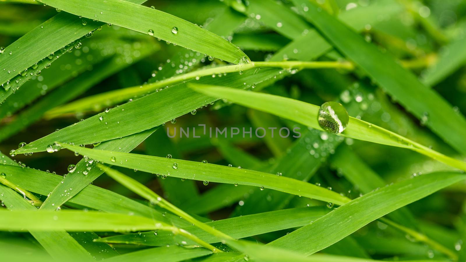 A beautiful green leaf background with water drop. by kerdkanno