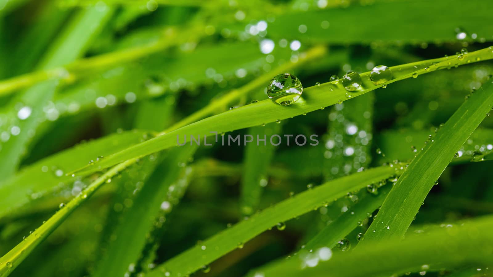 A beautiful green leaf background with water drop.