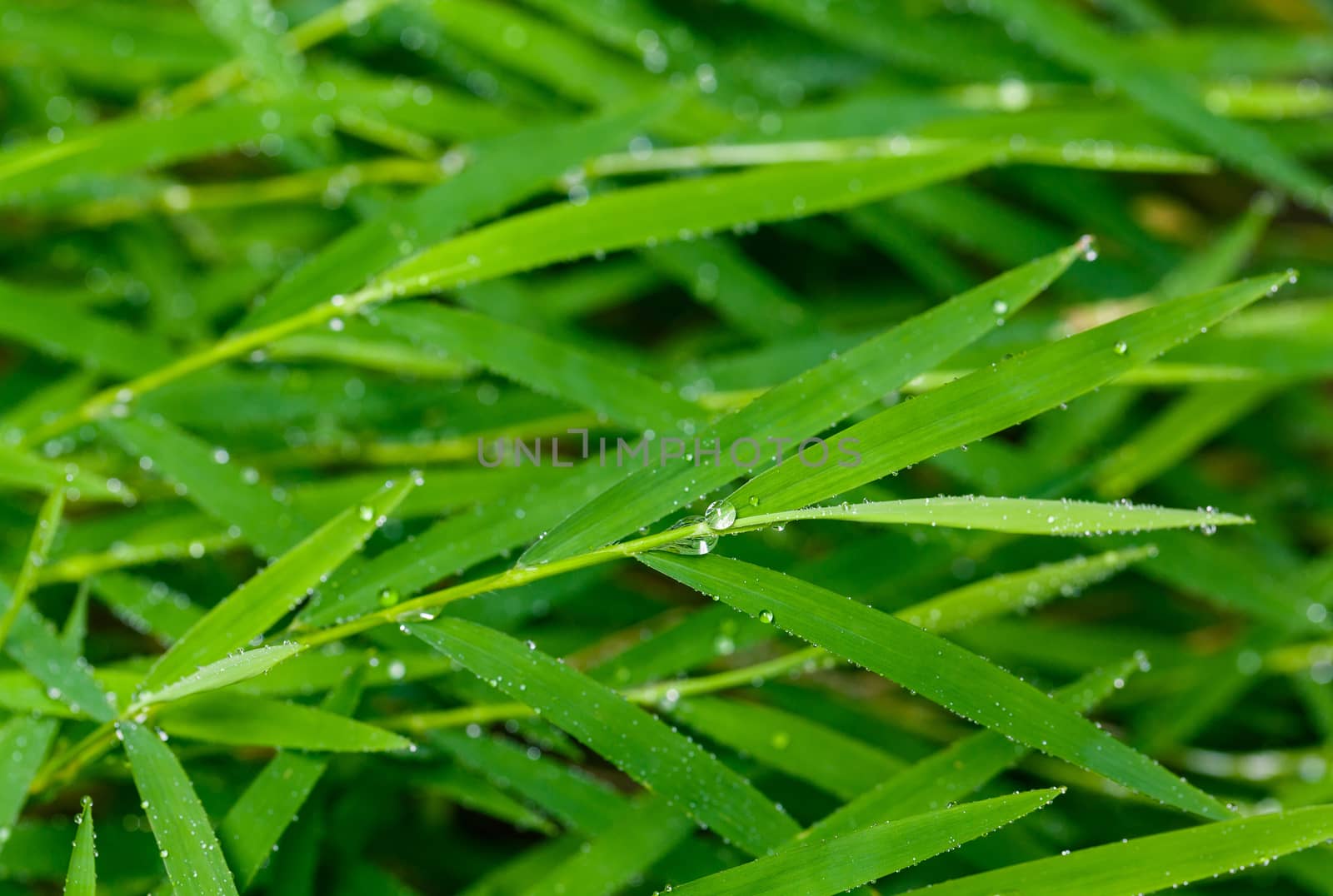 A beautiful green leaf background with water drop. by kerdkanno