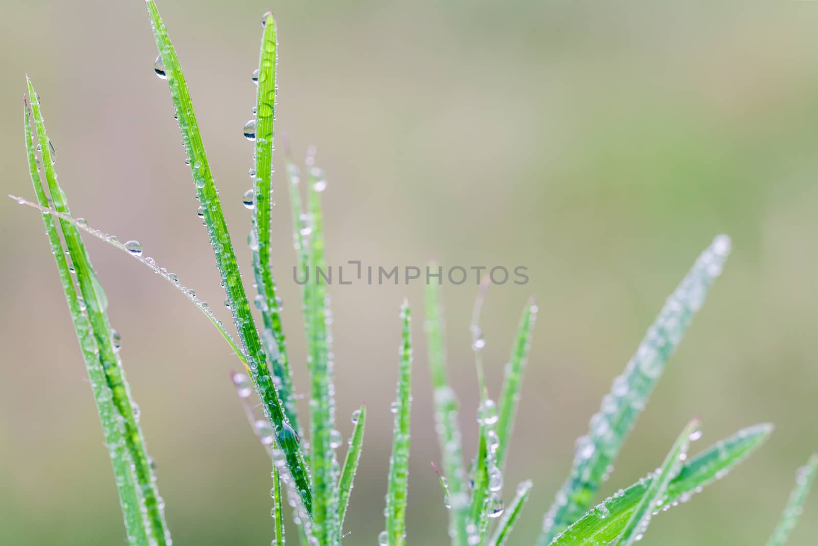 A beautiful green leaf background with water drop. by kerdkanno