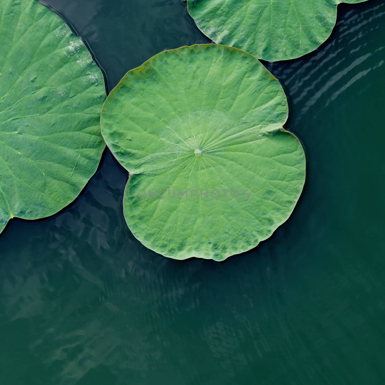 Green lotus leaf in the lake.