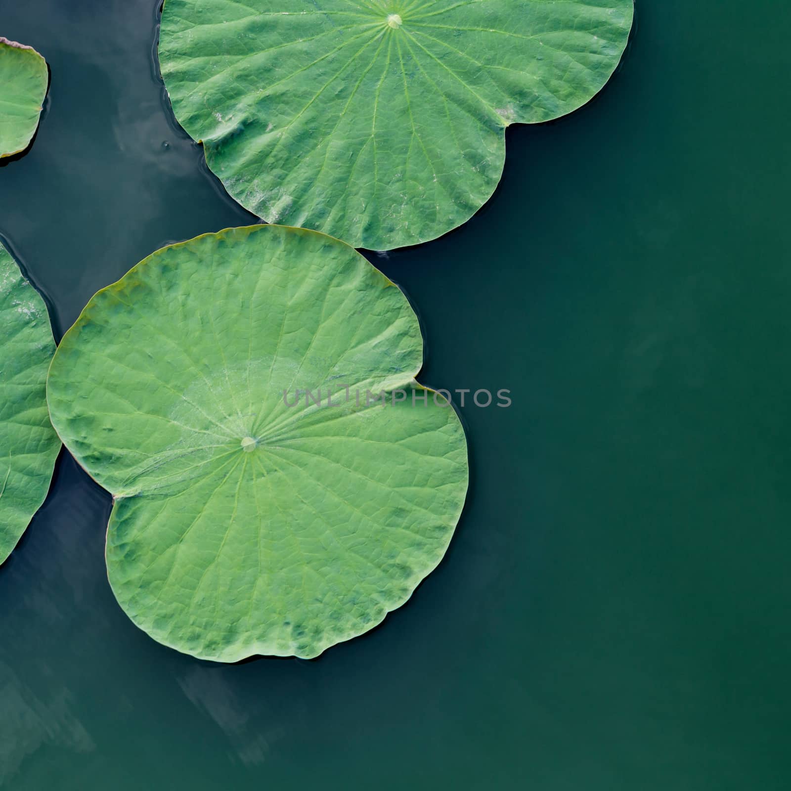Green lotus leaf in the lake. by kerdkanno