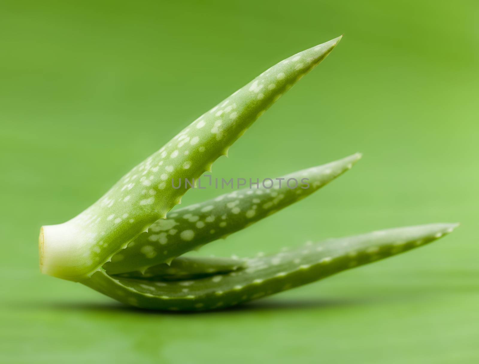 Fresh aloe leaf with water drop . by kerdkanno