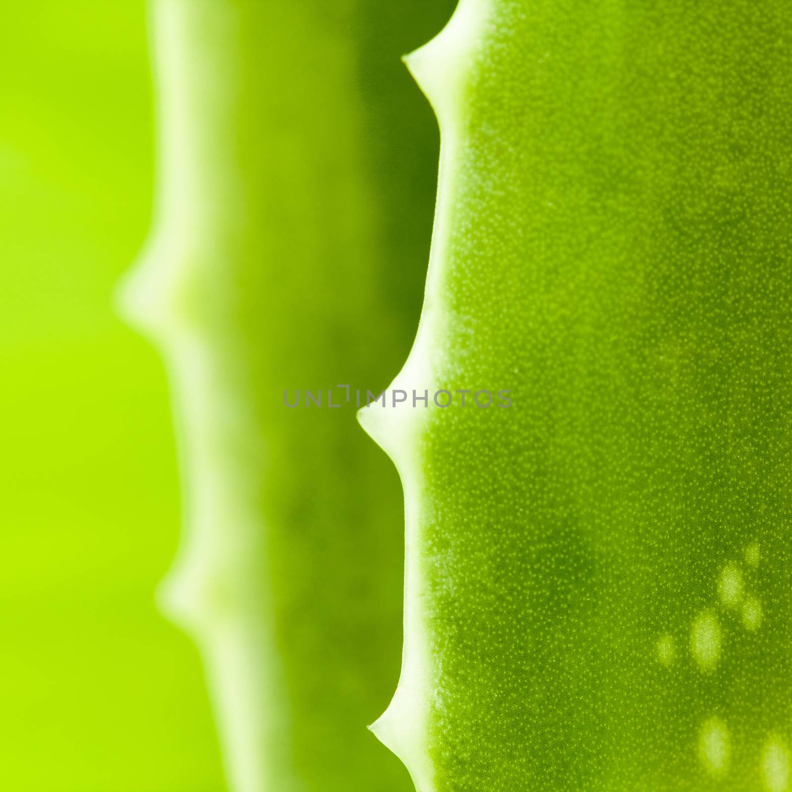 Fresh aloe leaf with water drop . by kerdkanno