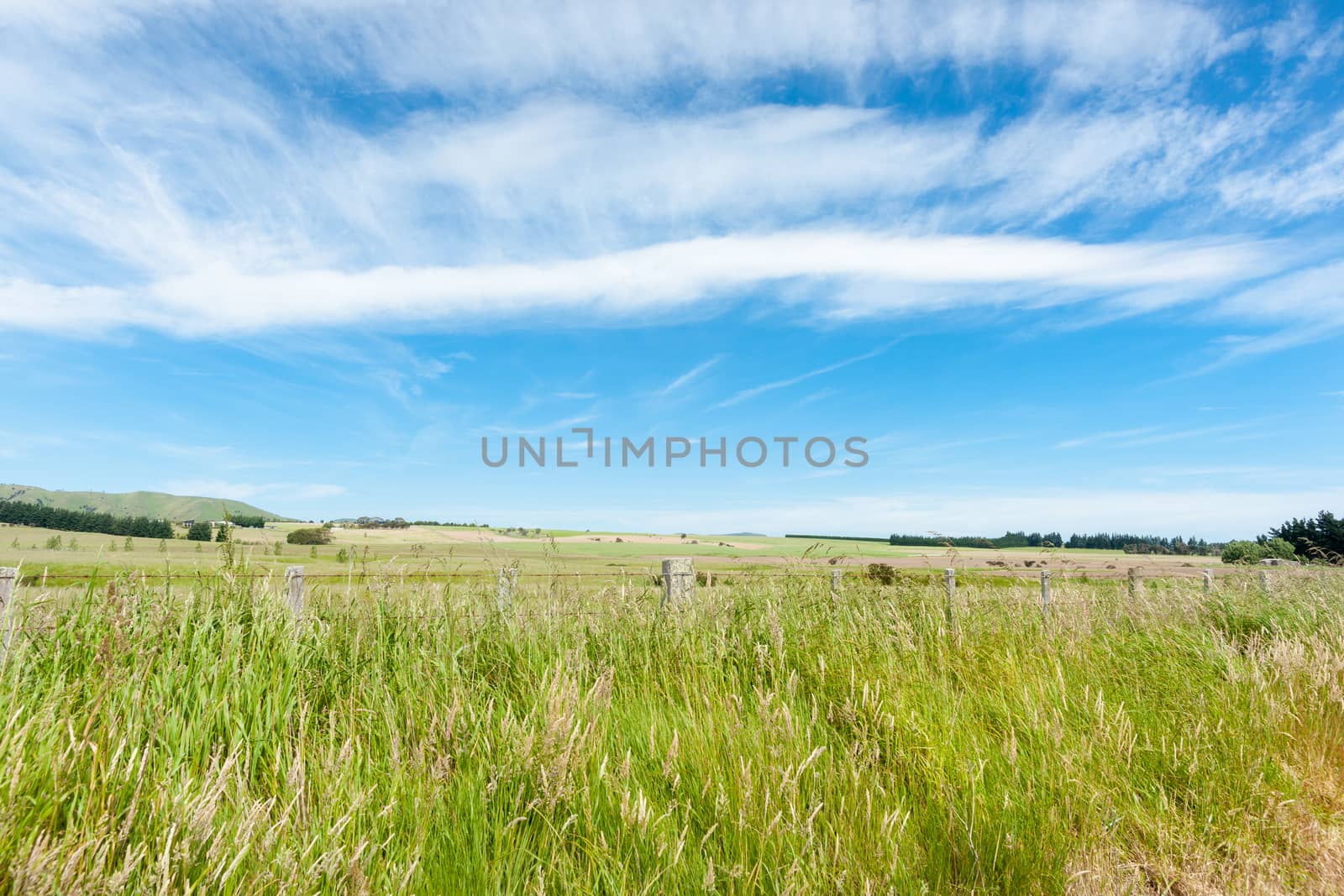 Rural scene, green pastures  blue sky filled with cirrus cloud formation.